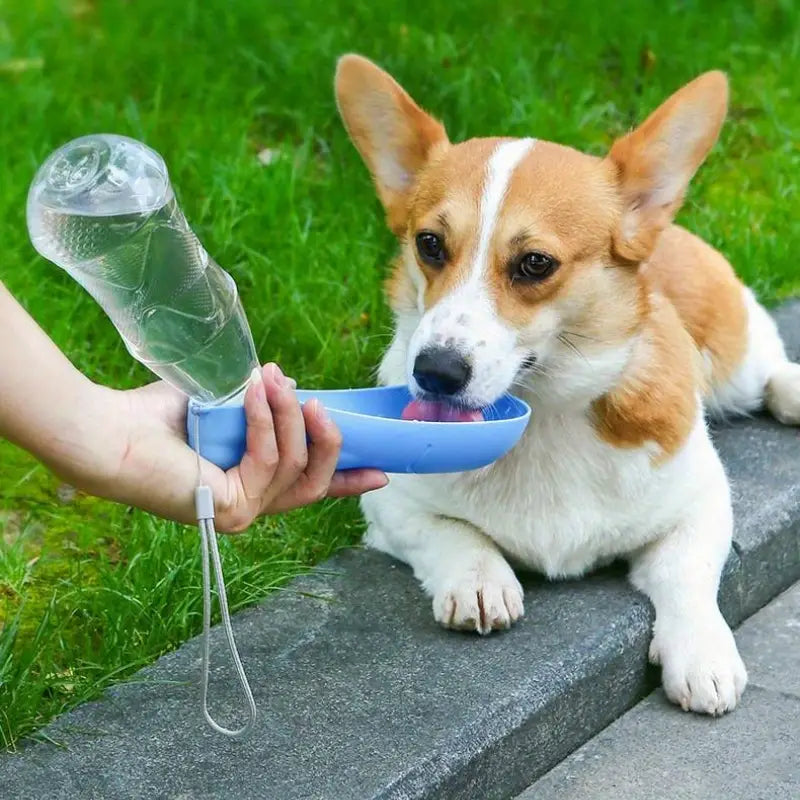 portable pet water bottle